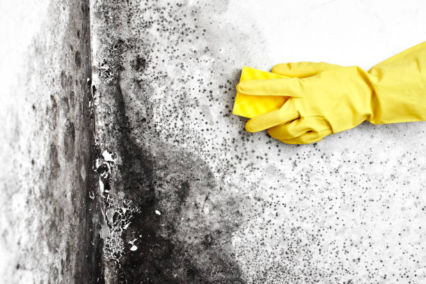 Professional Mold Removal in Paxton, IL