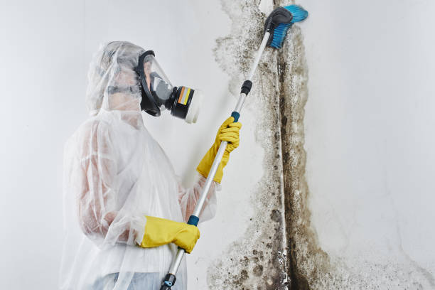 Best Residential Mold Removal  in Paxton, IL