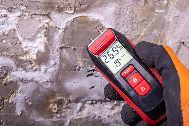 Best Attic Mold Removal  in Paxton, IL
