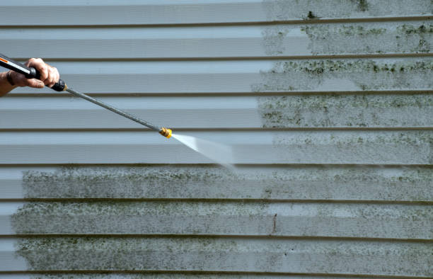 Best Commercial Mold Removal  in Paxton, IL
