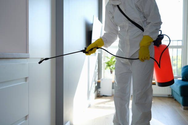 Best Mold Remediation  in Paxton, IL