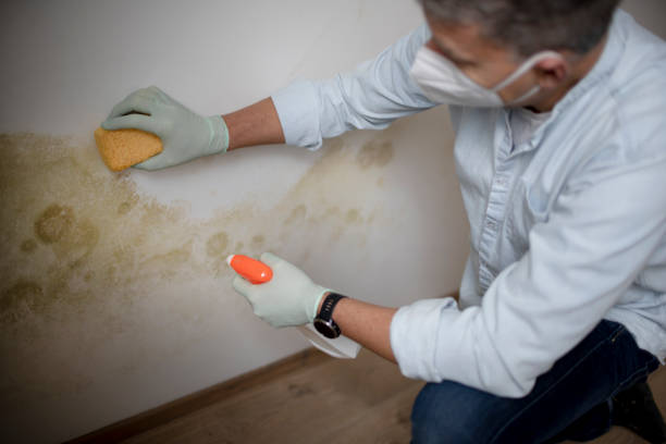 Best Black Mold Removal  in Paxton, IL