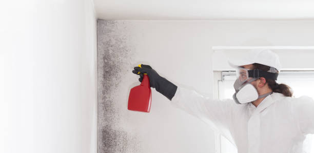 Best Mold Remediation  in Paxton, IL