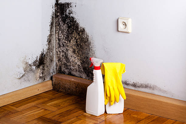Best Home Mold Removal  in Paxton, IL