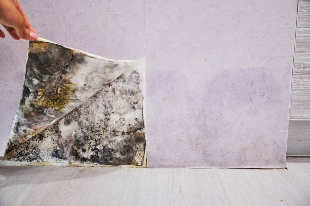 Best Mold Testing and Removal  in Paxton, IL